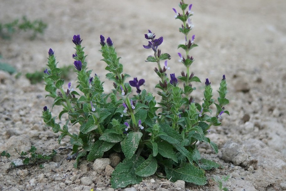 Шалфей Дубравный «Crystal Blue»