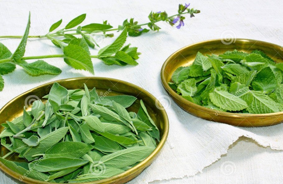 Котовник кошачий Фассена