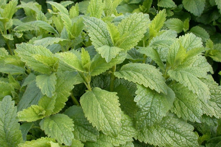 Шалфей Ботанический рисунок