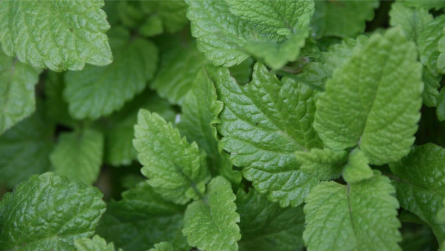 Шалфей Дубравный Нью Дименшн Блю