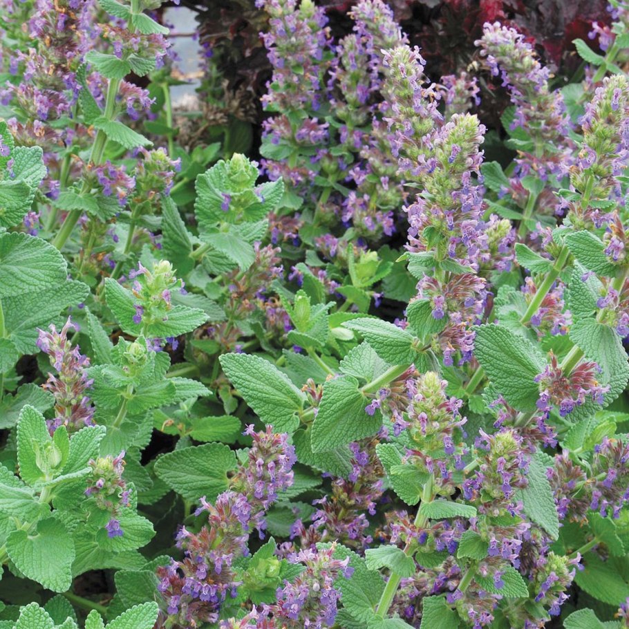 Шалфей Ауреа