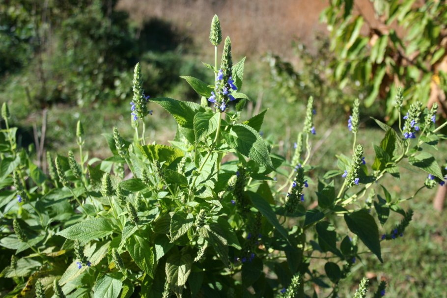 Пряные травы шалфей