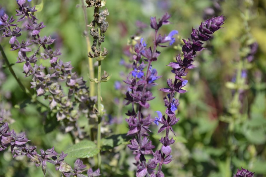 Котовник Фассена перпл Хейз