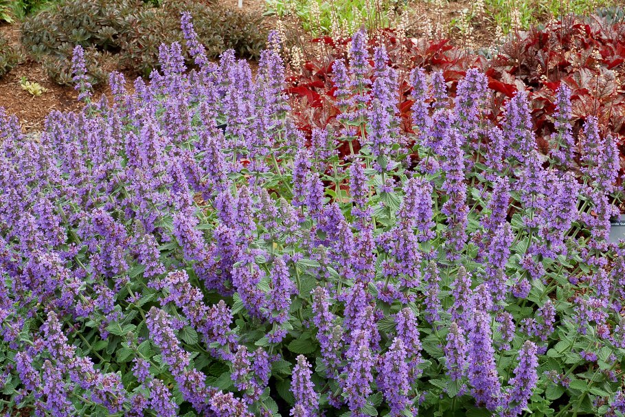 Как выглядит Мелисса