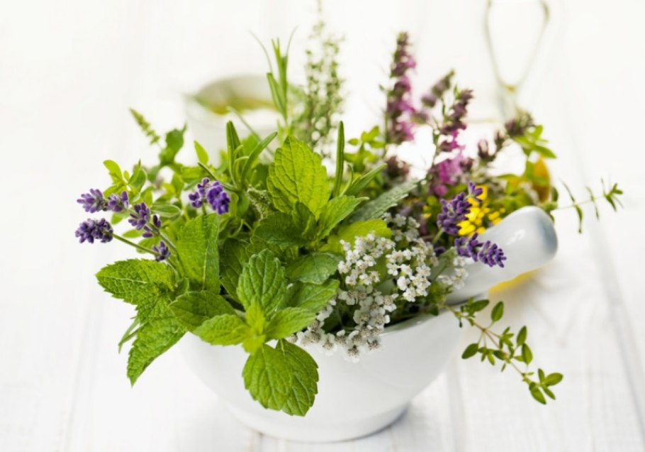 Мята перечная Фармакогнозия