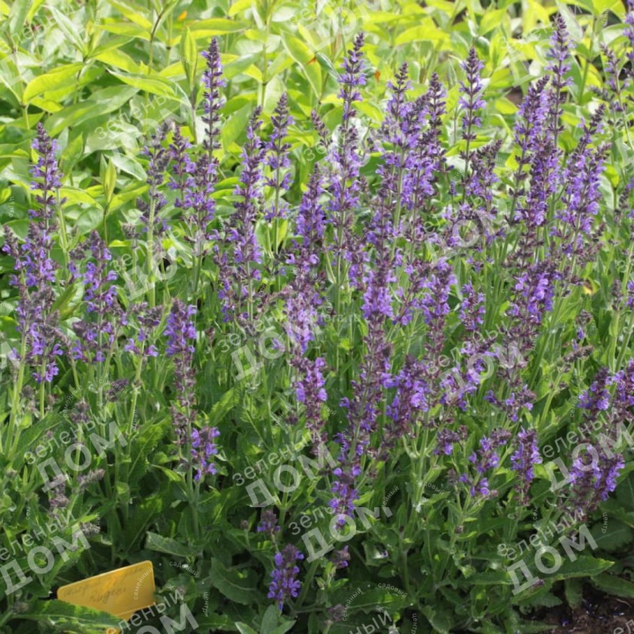 Шалфей Луговой разнотравье