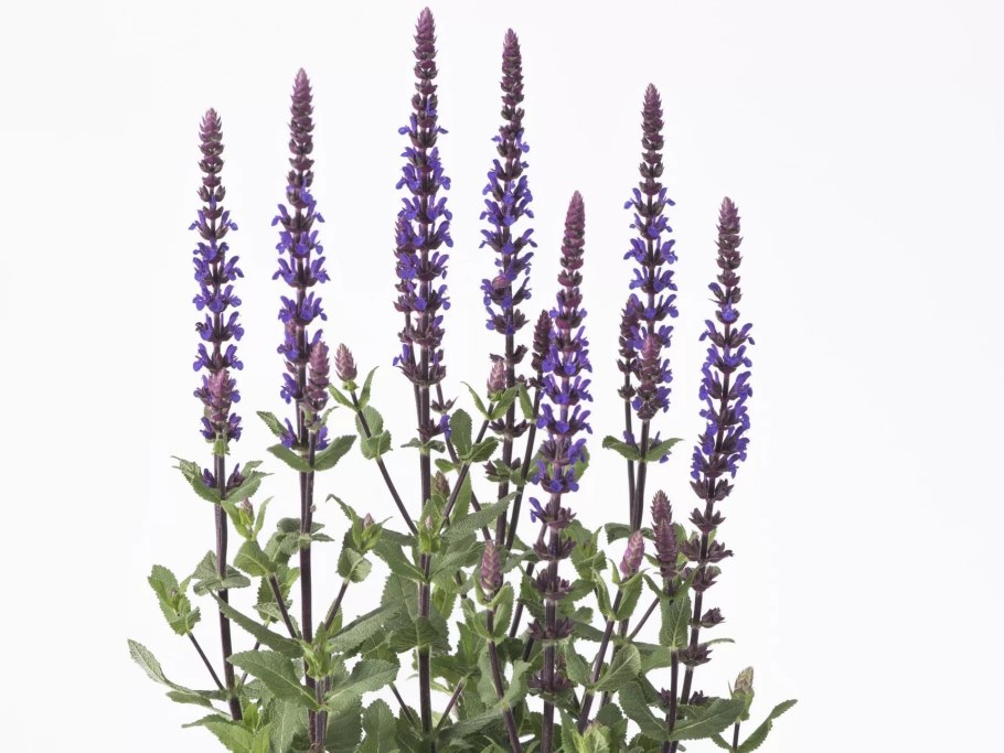 Мята перечная растение