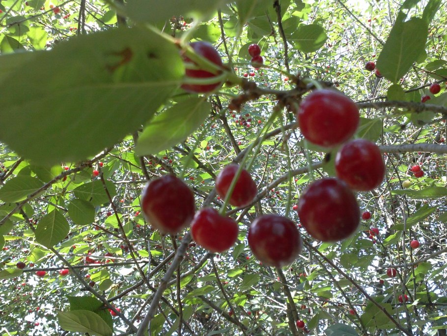 Совместимые и несовместимые продукты питания таблица