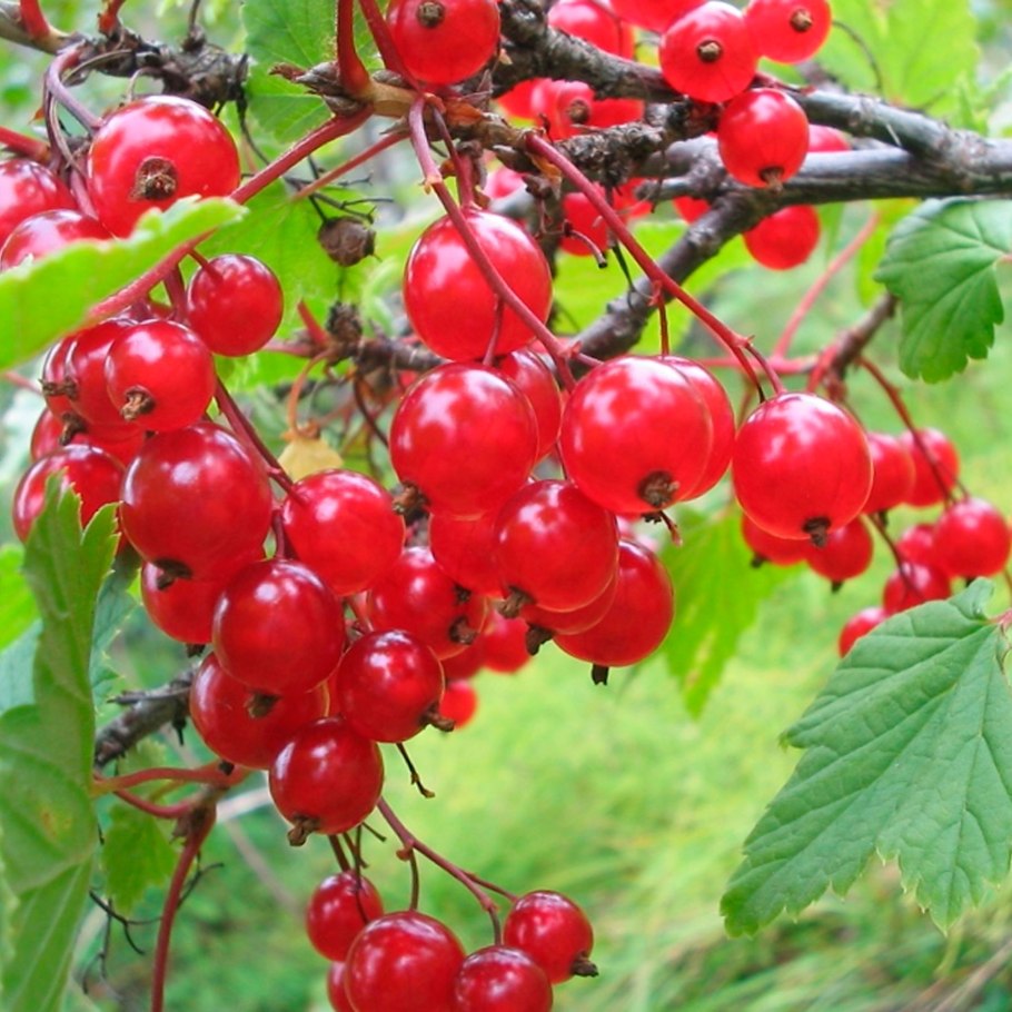 Смородина свежая красная корзинка шт