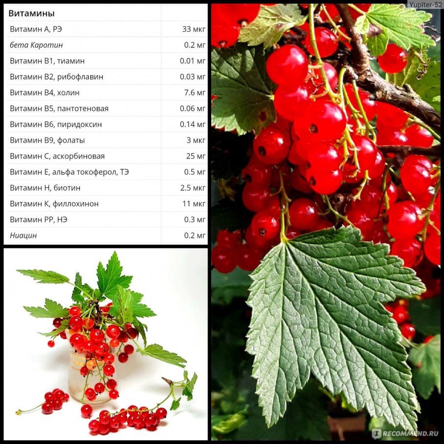 Смородина кустарник