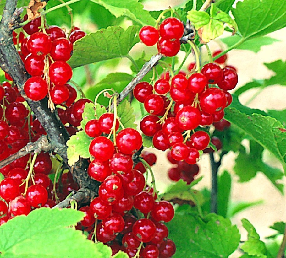 Ягода которая растёт в Батуми