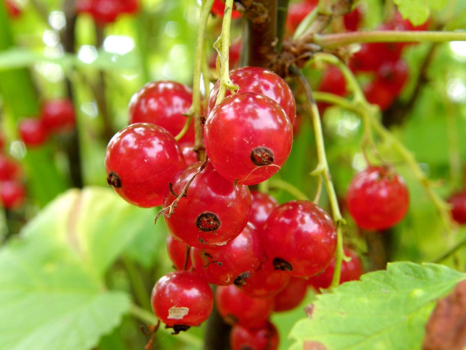 Красная смородина семейство