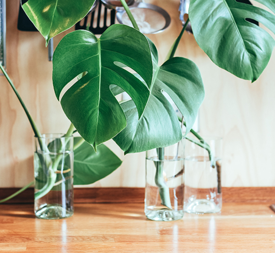 Монстера новый лист