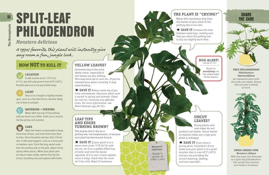 Листья монстеры мульт