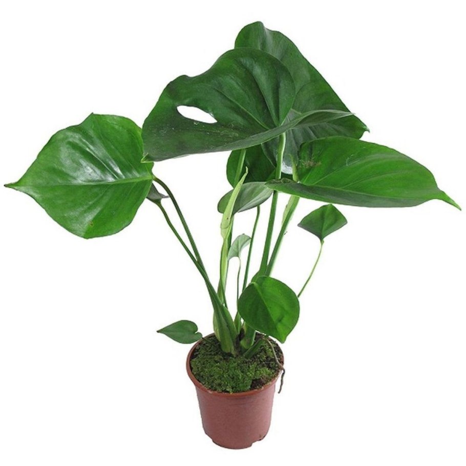 Как черенковать монстеру Адансона