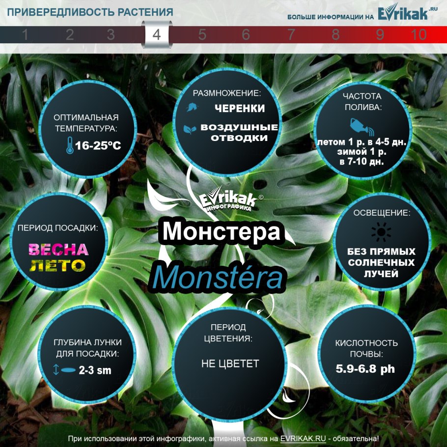 Монстера грунт для посадки