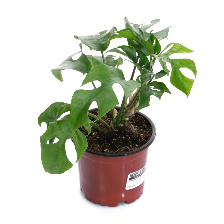 Монстера d14 h55