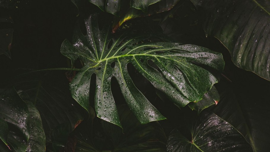 Monstera variegata зелёная листва
