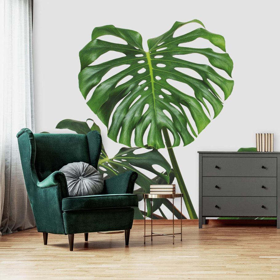 Филодендрон плакат по сортам по листьям