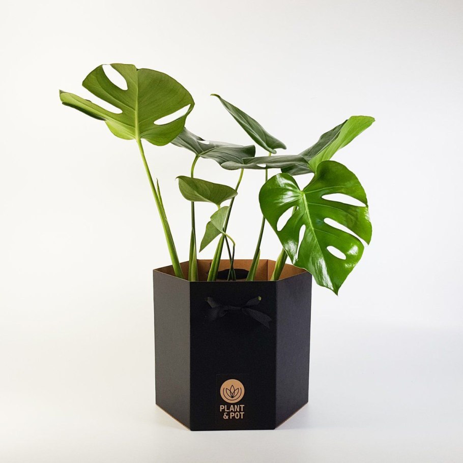 Монстера Aaron Apsley