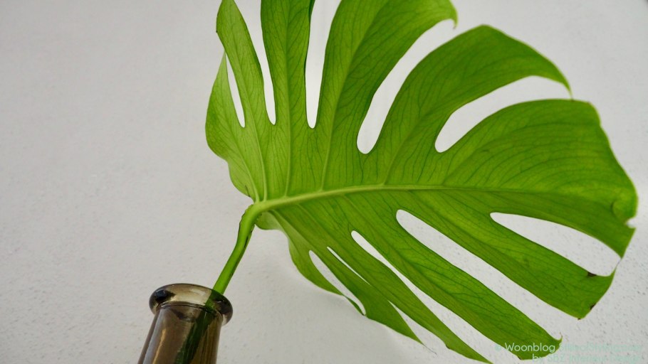 Монстера Адансона