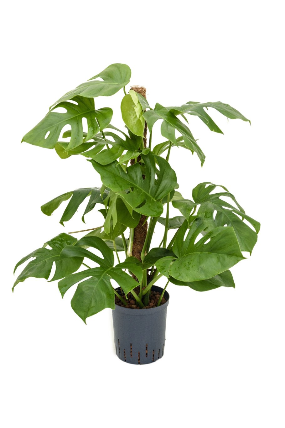 Монстера в большом горшке
