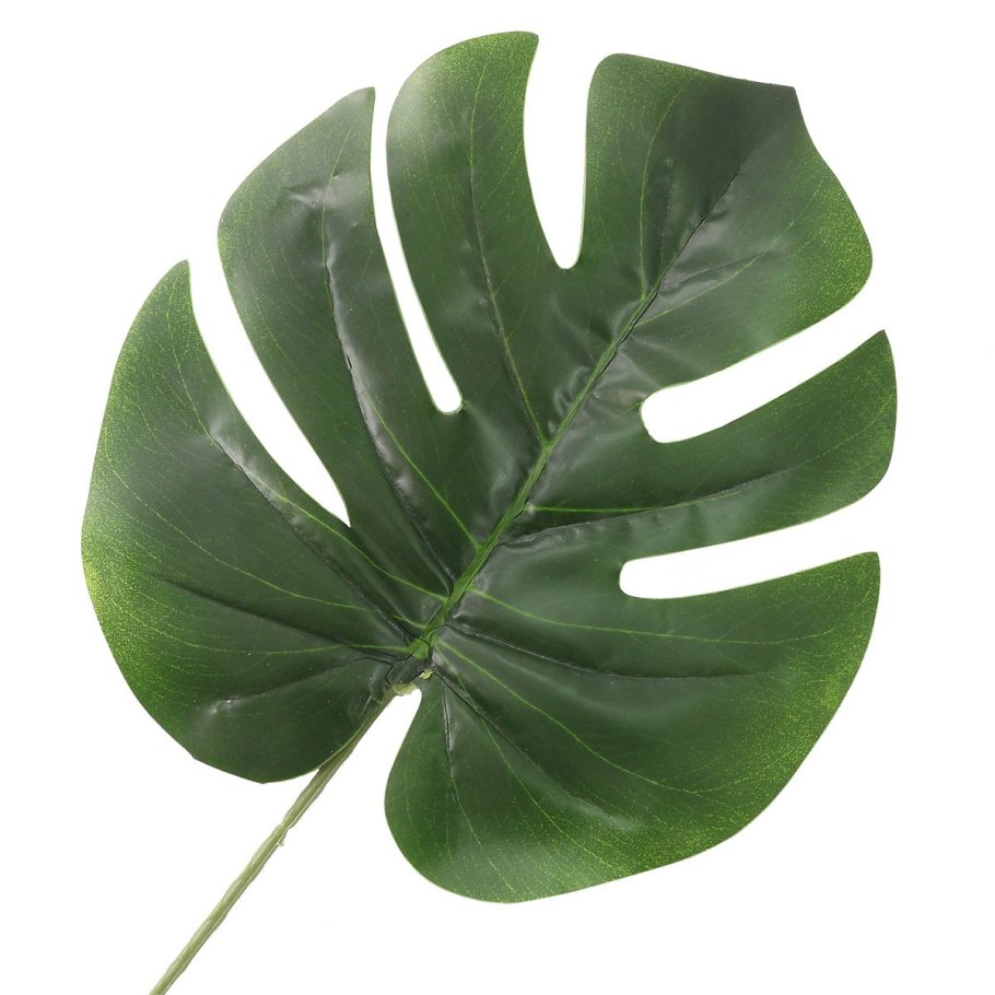 Монстера Делициоза