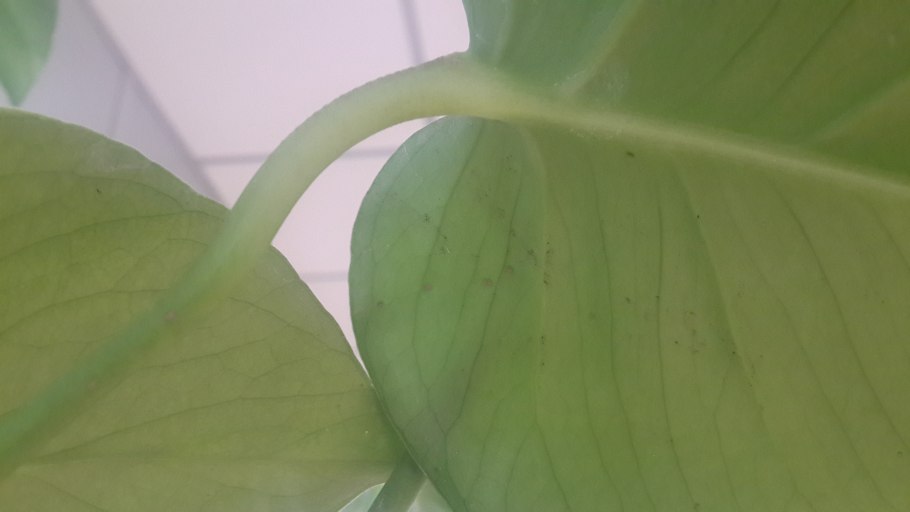 Монстера Адансона