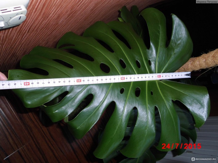 Монстера мята Monstera Mint