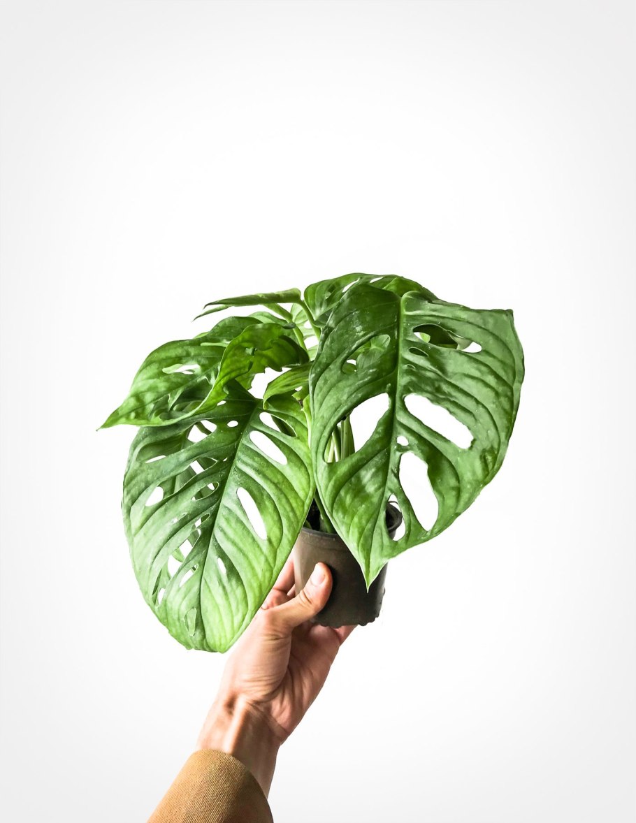 Корневая система крапивы