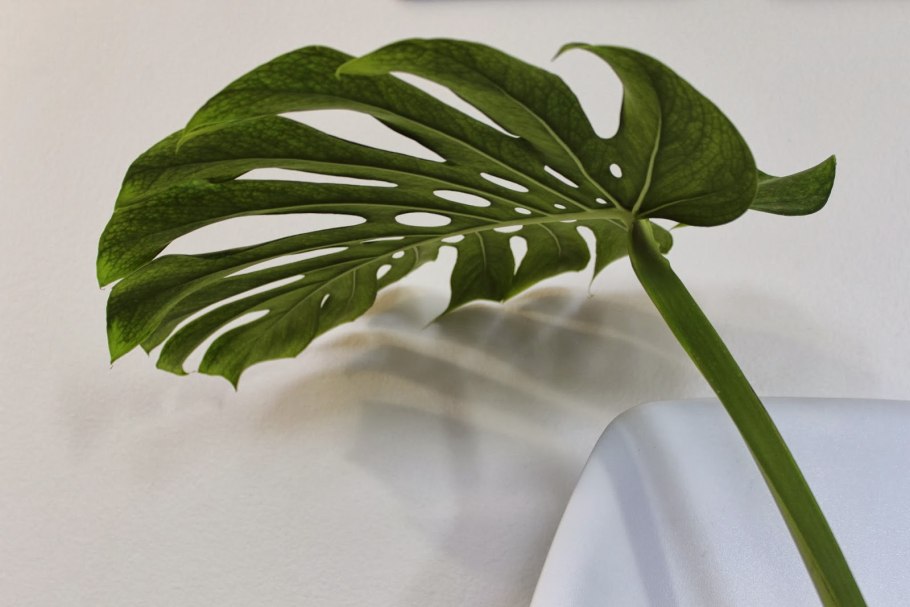 Гуттация монстера