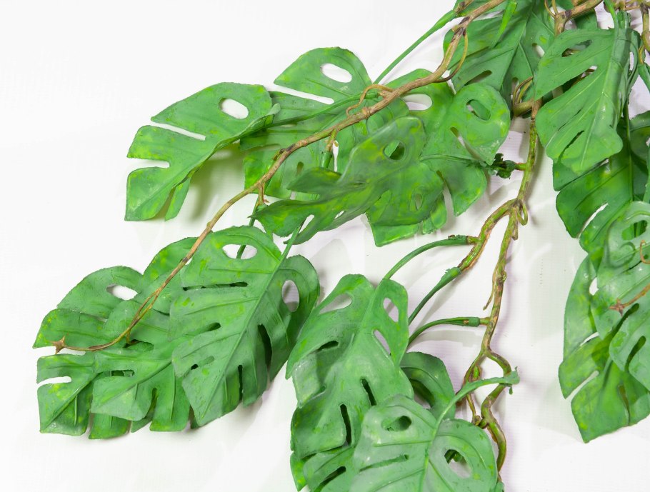 Лист монстеры на белом фоне ногти