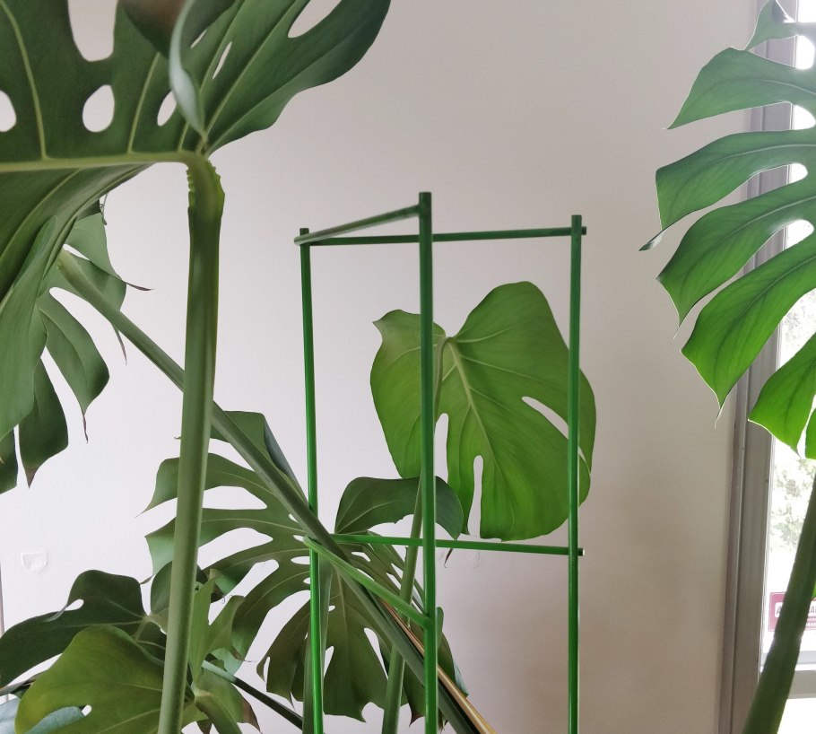 Монстера большая