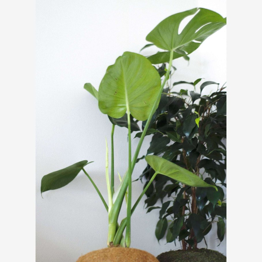 Листья домашних растений