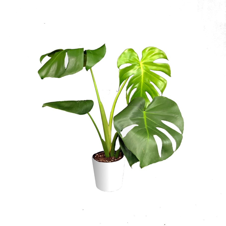 Монстера Марбл