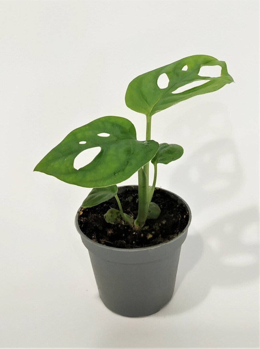 Монстера Альба