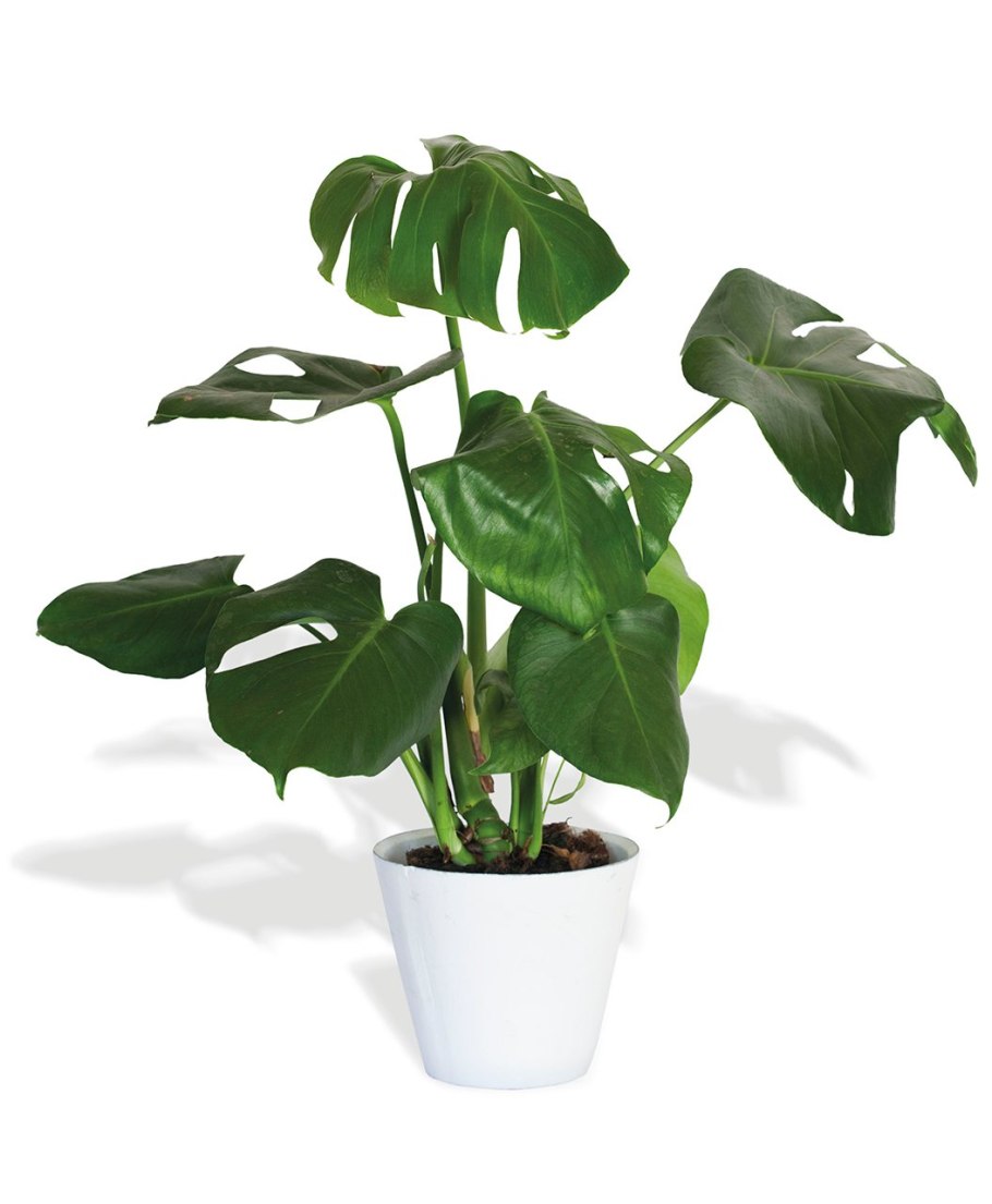 Филодендрон Уайт мейджер