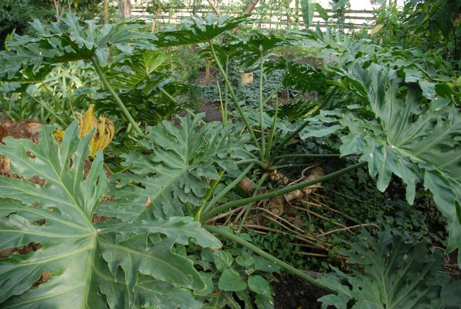 Монстера (Monstera deliciosa) плод