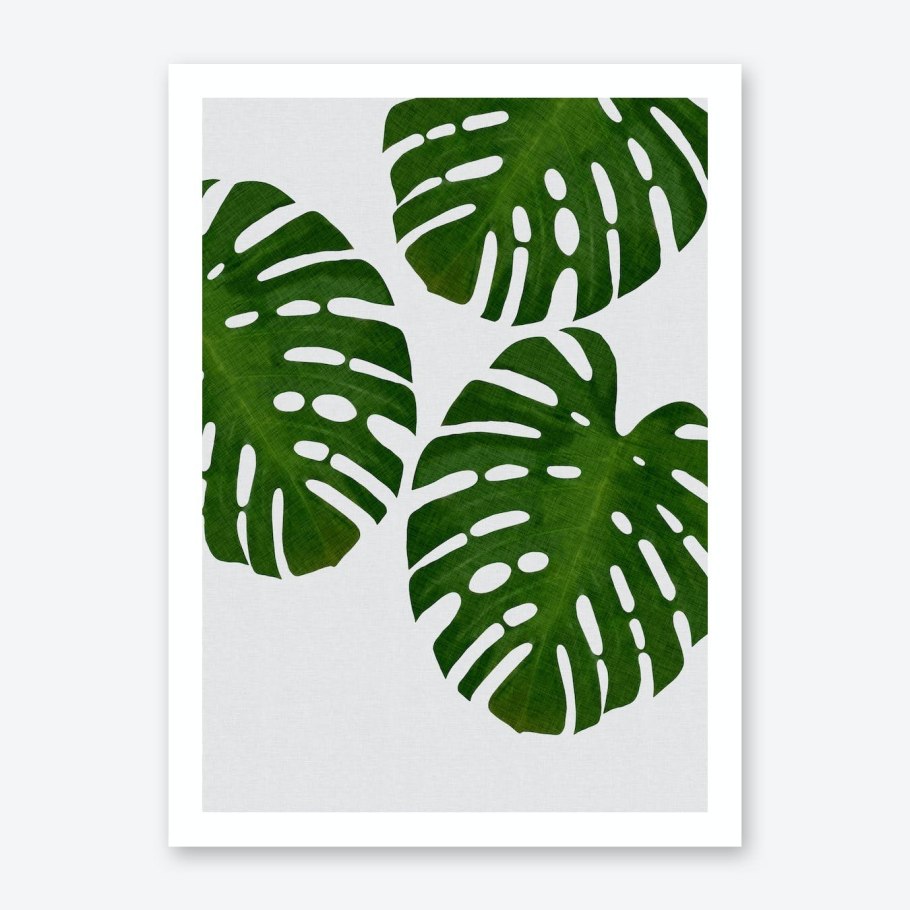 Молодой лист монстеры