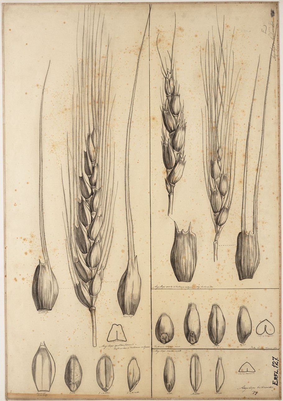 Triticum aestivum плод
