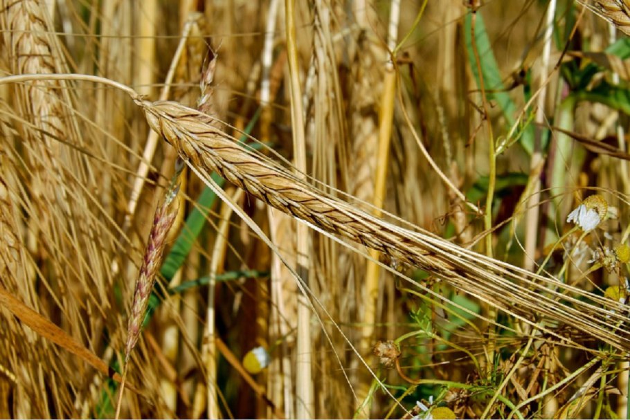 Triticum dicoccum