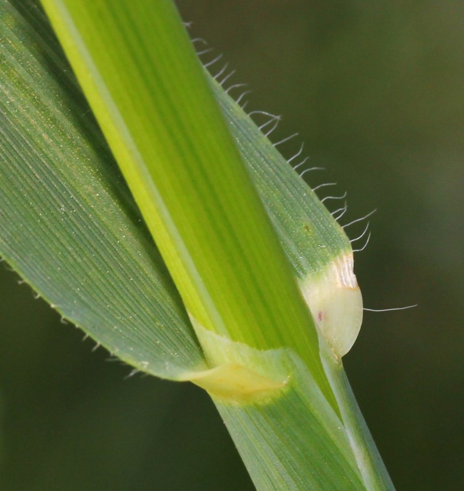 Ячмень обыкновенный Hordeum vulgare