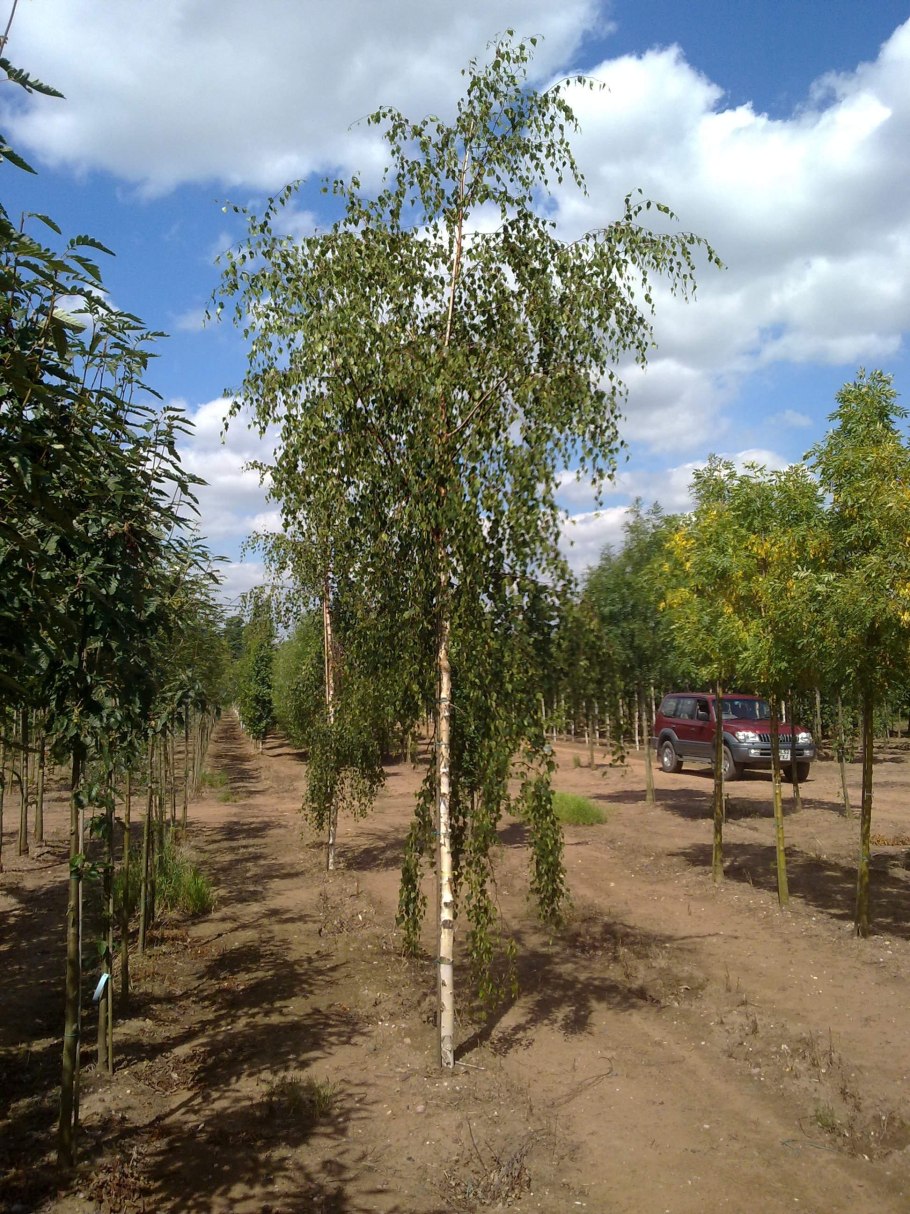 Береза повислая Betula pendula