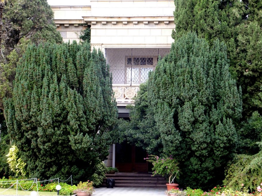 Тис ягодный в Крыму