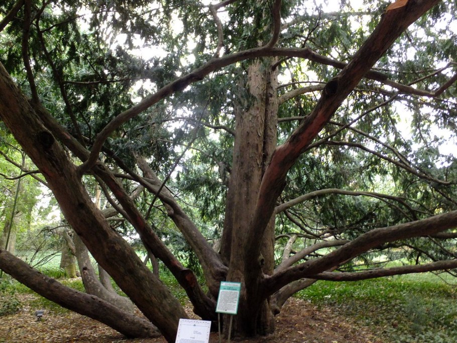 Дерево тис канадский