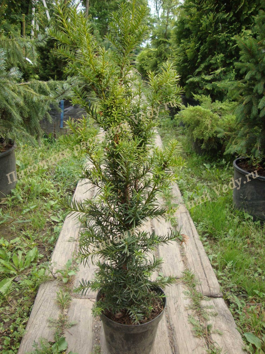Тис ягодный декоративный