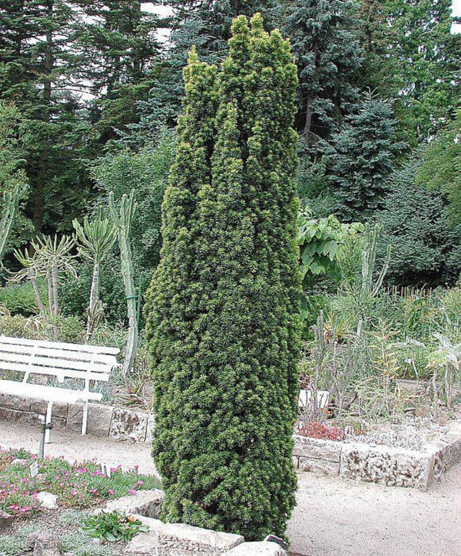 Тис Репанденс