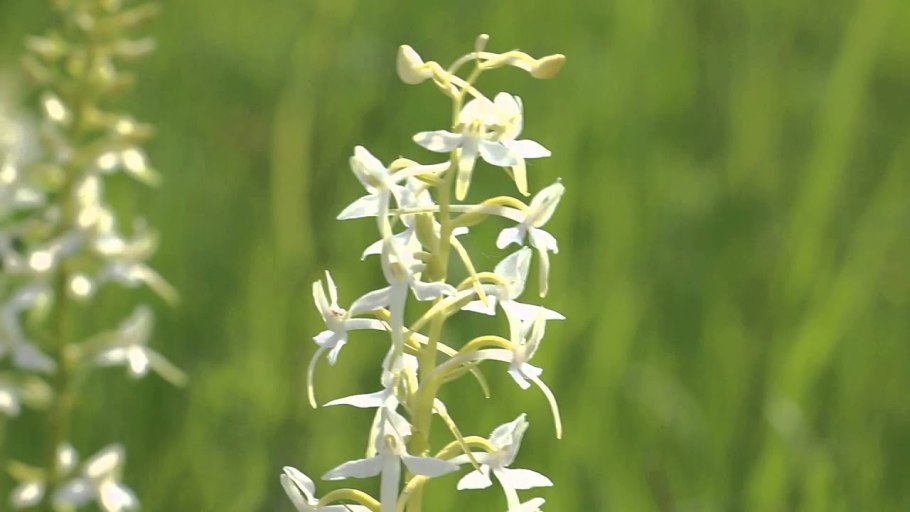 Любка двулистная (Platanthera bifolia)