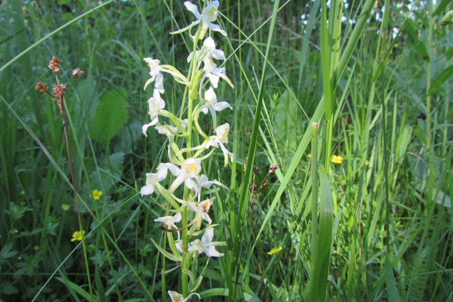 Любка двулистная - Platanthera bifolia (l.) Rich.