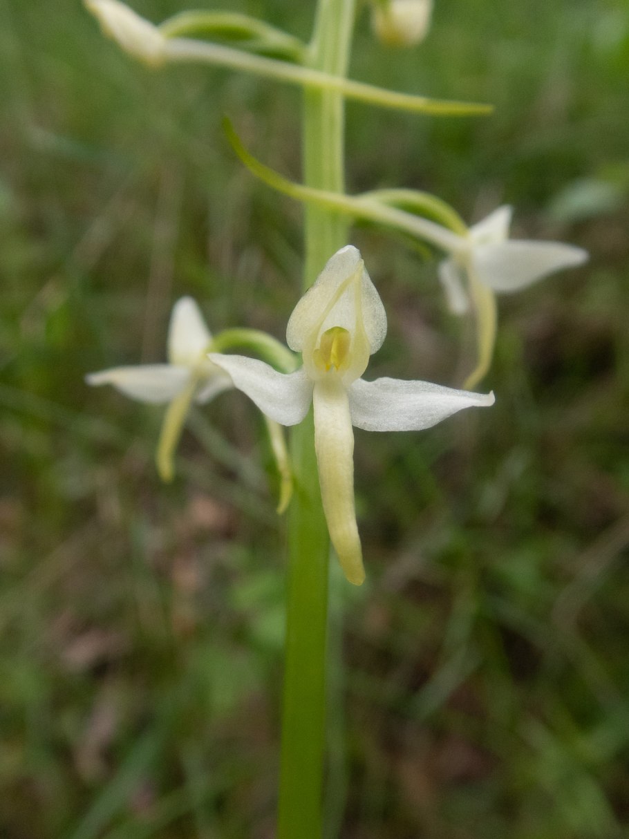 Любка двулистная (Platanthera bifolia)